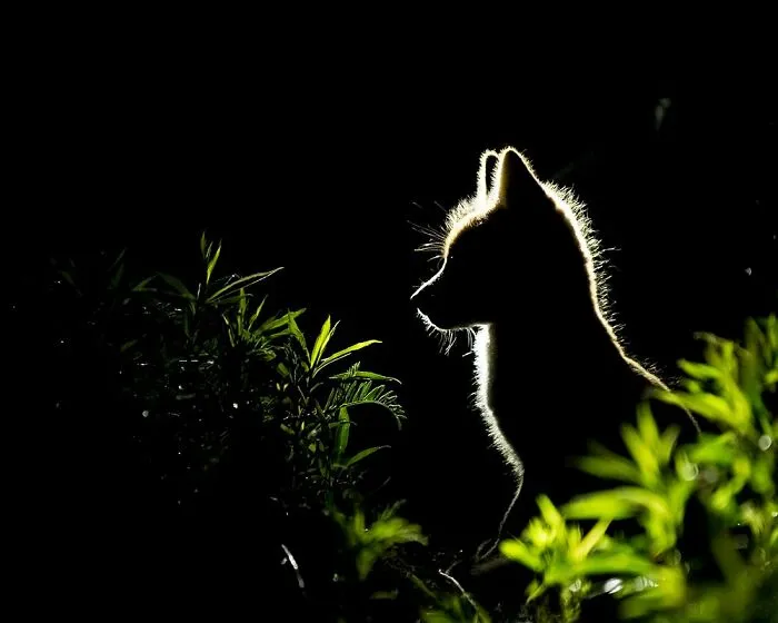 The Best 65  Wildlife Photos Revealed In The 2022 Wildart Photographer Of The Year Contest