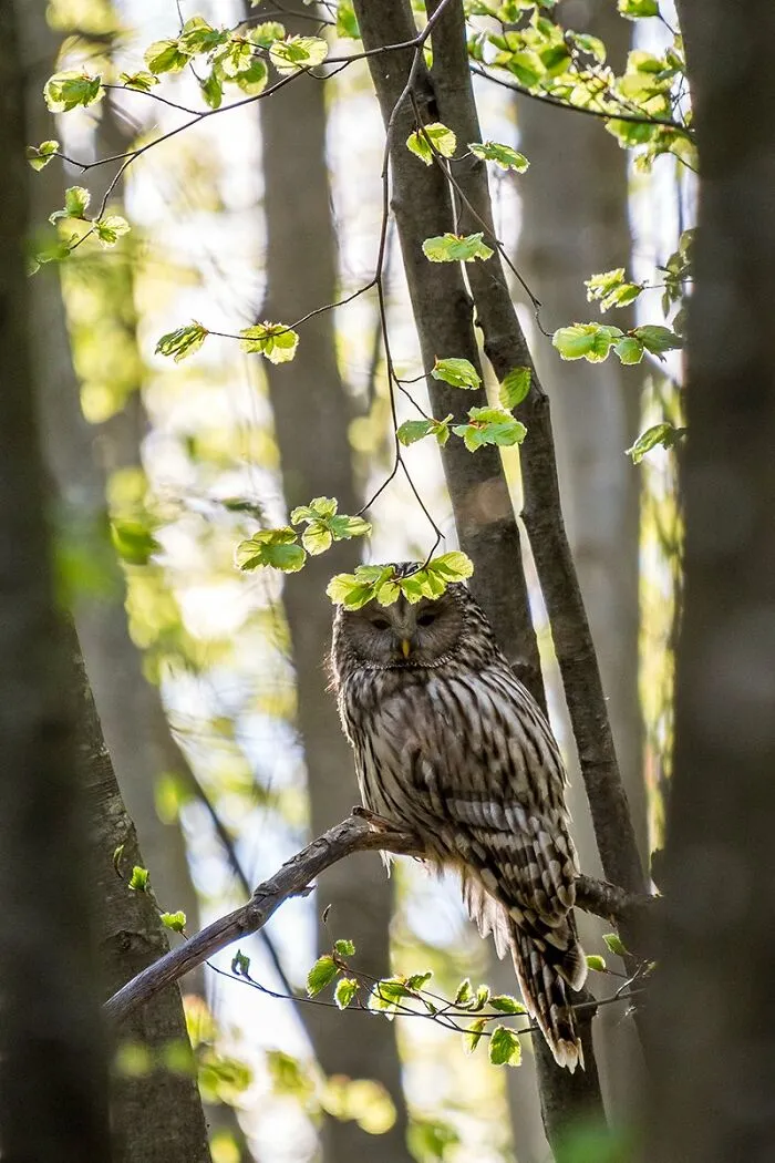 The Best 65 Wildlife Photos Revealed In The 2022 Wildart Photographer Of The Year Contest