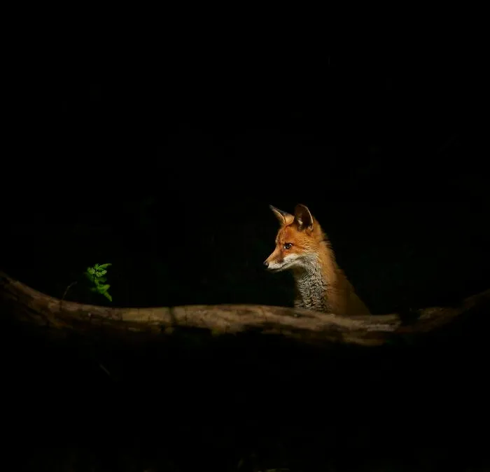 The Best 65  Wildlife Photos Revealed In The 2022 Wildart Photographer Of The Year Contest