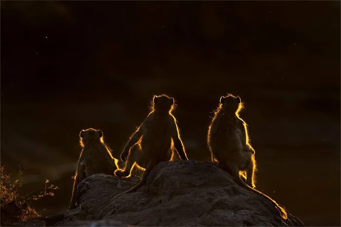 The Best 65  Wildlife Photos Revealed In The 2022 Wildart Photographer Of The Year Contest