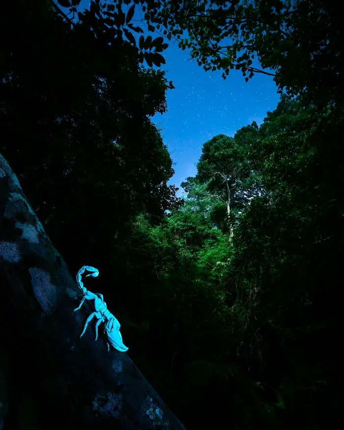 The Best 65  Wildlife Photos Revealed In The 2022 Wildart Photographer Of The Year Contest