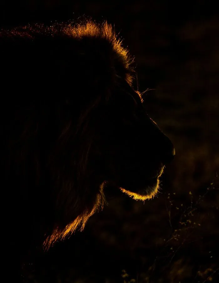 The Best 65 Wildlife Photos Revealed In The 2022 Wildart Photographer Of The Year Contest