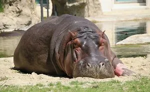 35 Interesting And Weird Animal Facts Not Too Many People Know
