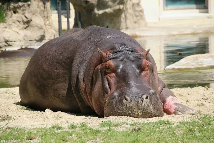 35 Interesting And Weird Animal Facts Not Too Many People Know