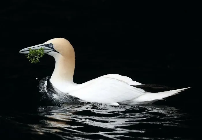 The Best 65 Wildlife Photos Revealed In The 2022 Wildart Photographer Of The Year Contest