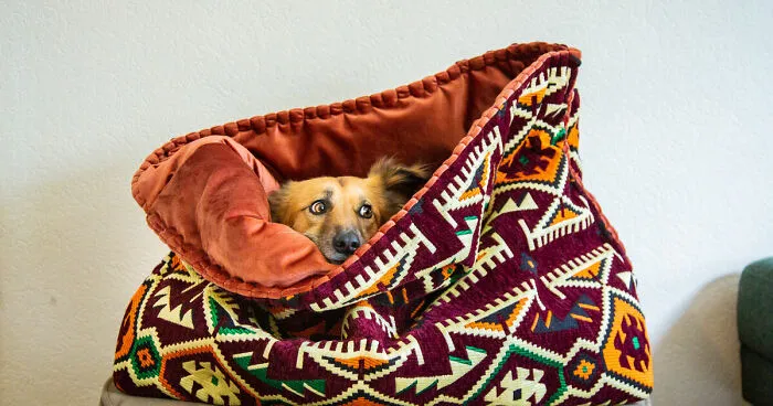 I Started Making Anti-Anxiety Dog Beds By Hand And Now Make Them For People Too