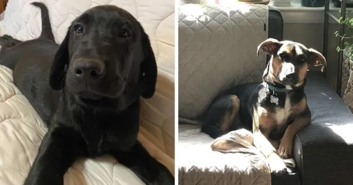 Hey Pandas, If Your Dog Was On A Dating Site, What Would Its Profile Pic Be? (Closed)