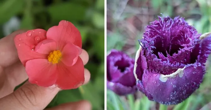Some Photos Of Flowers And Nature That I Took (30 Pics)
