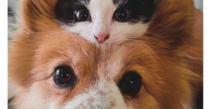 30 Funny Moments With Cats That Will Definitely Brighten Your Day