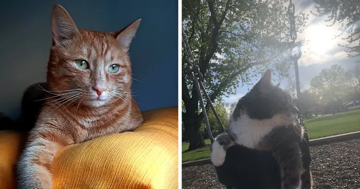 Hey Pandas, If Your Cat Was On A Dating Website What Would Their Profile Be? (Closed)