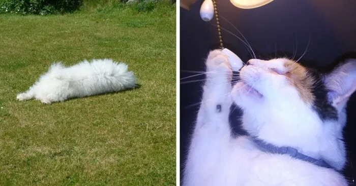 Hey Pandas, Post A Crappy Image Of Your Pet Or Other Animals (Closed)
