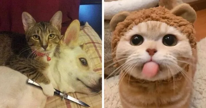 31 Absolutely Adorable And Hilarious Cats That Were Sneakily Caught On Camera And Eventually End Up On 'Comicism' Instagram Page