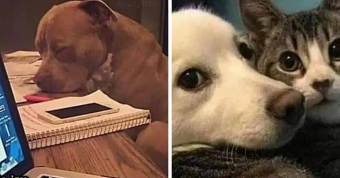 Adorable Dog Moments With Best Annotations To Brighten Your Day 
(31 Pics)