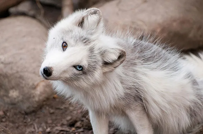 Cute Arctic Fox