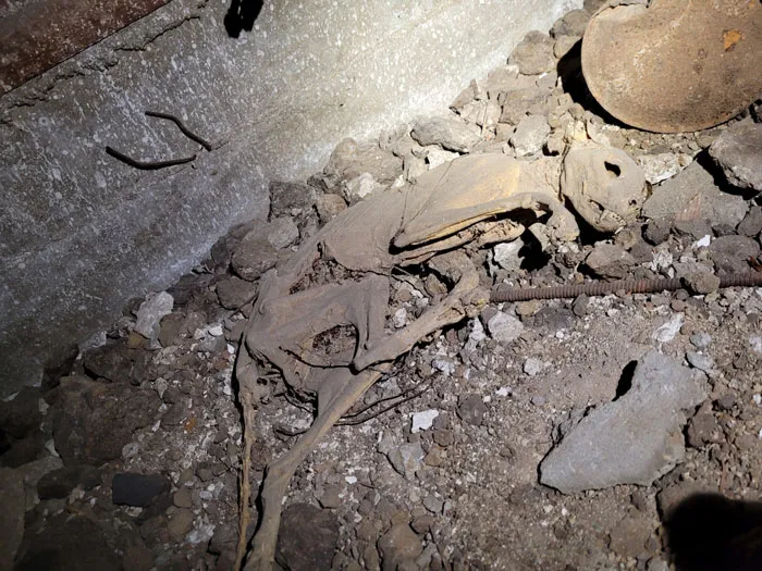 50 ‘Nightmares’ And ‘Miracles’ Spotted During Structural Inspections (New Pics)