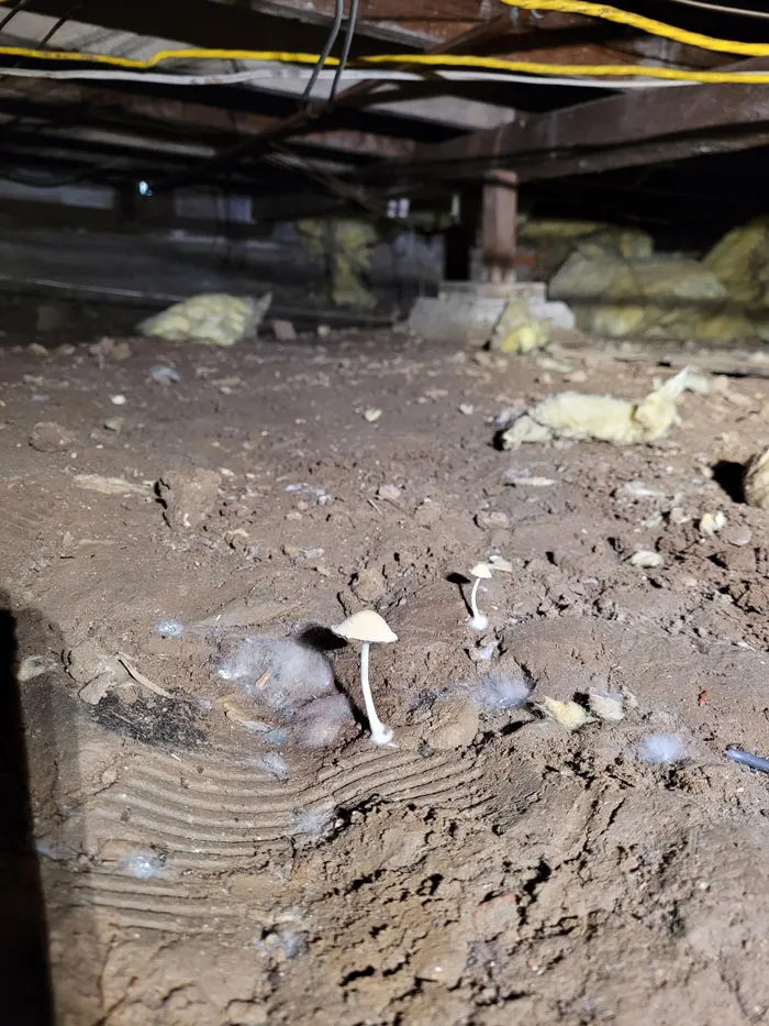 35 "Pesadillas" y "milagros" descubiertos durante inspecciones estructurales (nuevas fotos)