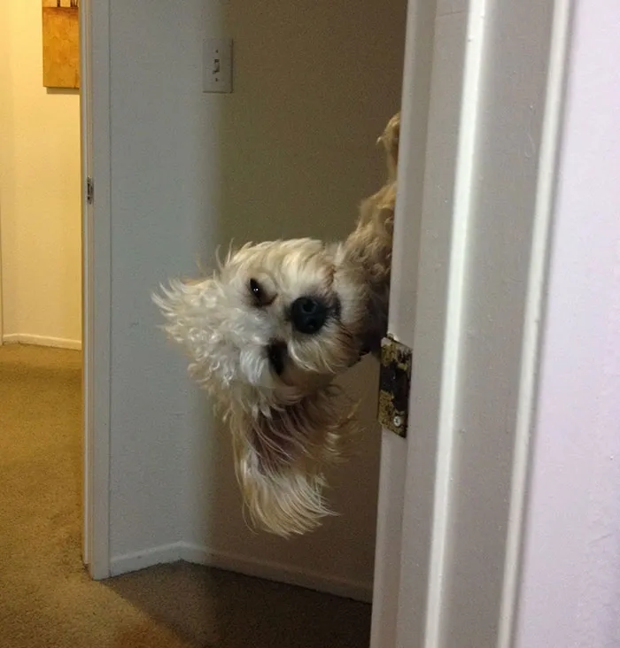 My Wife And I Like To Surprise Each Other With Unexpected Charlie. Charlie No Longer Finds This Amusing