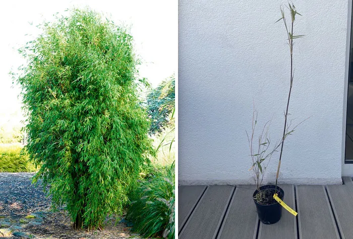 Friend Of Mine Ordered A Bamboo Online, Today It Arrived In All Its Glory