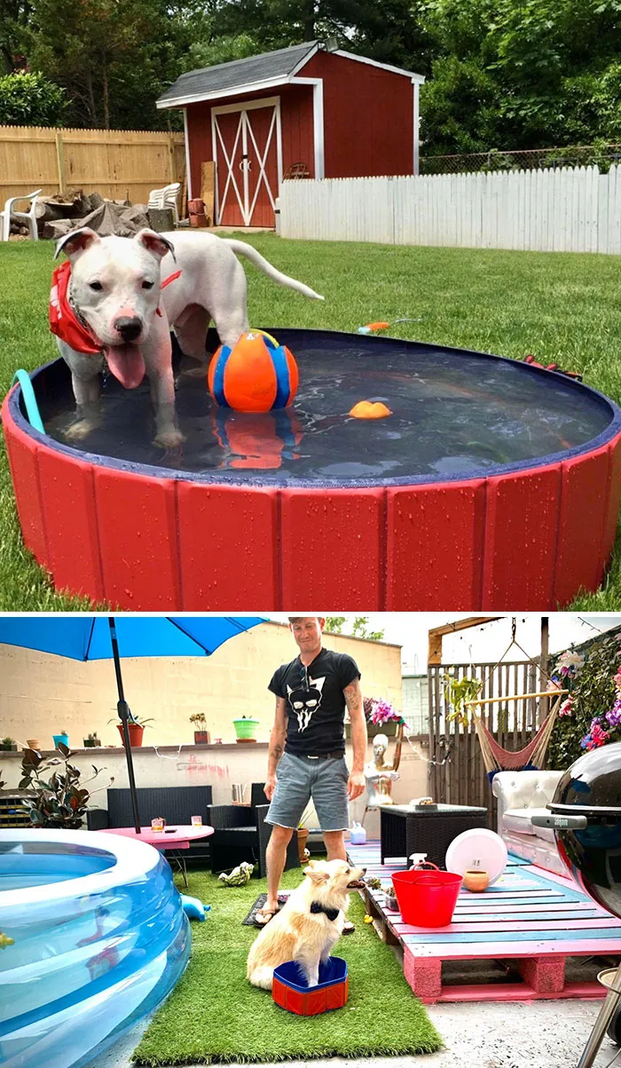 Waited A Month For This. Doggo Was Not Impressed