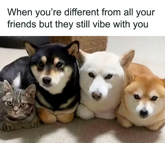 Introverts In This Online Group Are Sharing Painfully-Hilarious Memes About Being Introverts, Here Are 50 Of The Funniest Ones