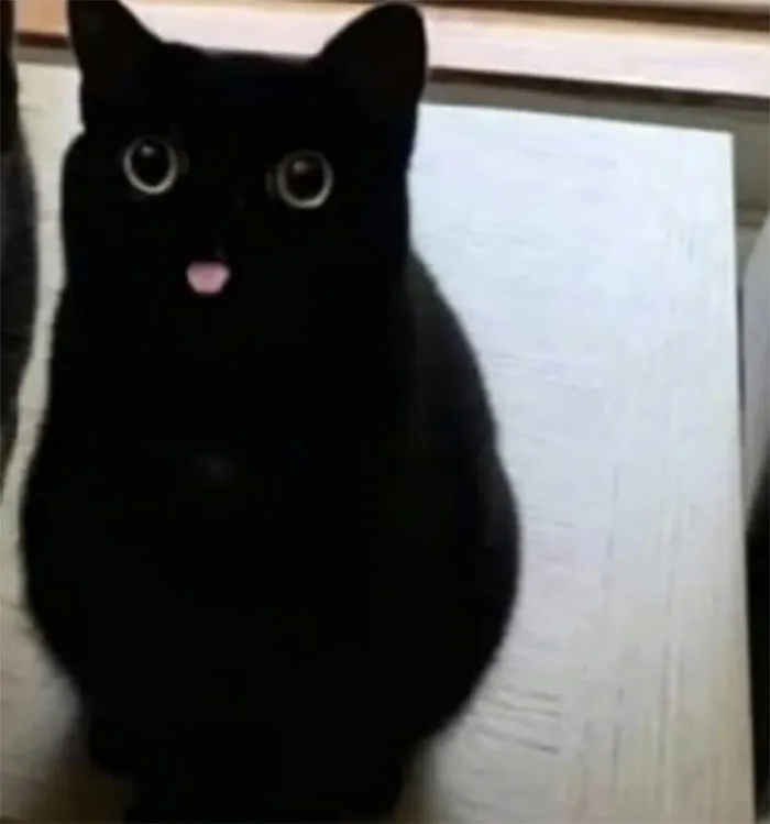 50 Times Cats Had Such ‘Powerful Auras’, Their Owners Just Had To Take A Pic