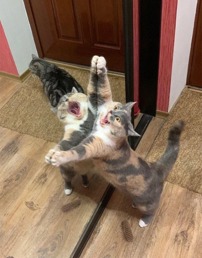 50 Times Cats Had Such ‘Powerful Auras’, Their Owners Just Had To Take A Pic