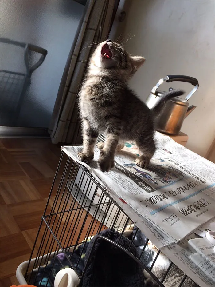 50 Times Cats Had Such ‘Powerful Auras’, Their Owners Just Had To Take A Pic