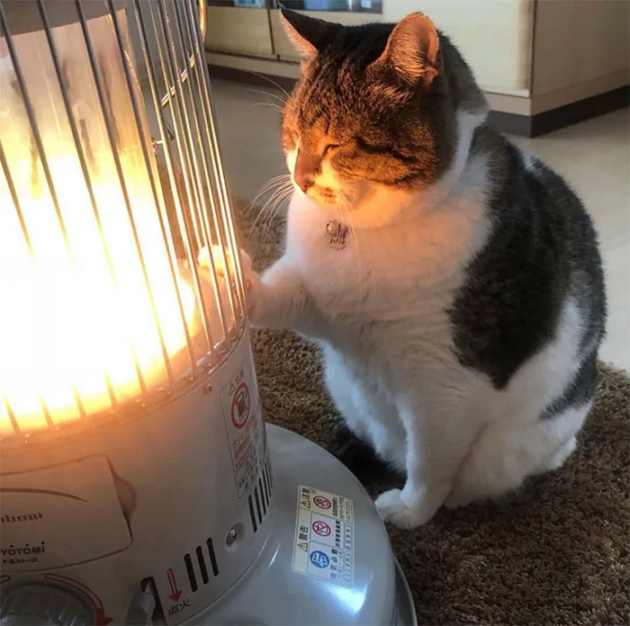 50 Gatos con "auras poderosas" retratados por sus dueños