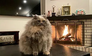 50 Times Cats Had Such ‘Powerful Auras’, Their Owners Just Had To Take A Pic