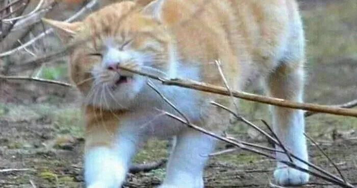 50 Times Cats Had Such ‘Powerful Auras’, Their Owners Just Had To Take A Pic