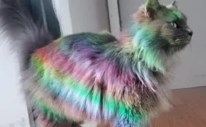 50 Times Cats Had Such ‘Powerful Auras’, Their Owners Just Had To Take A Pic
