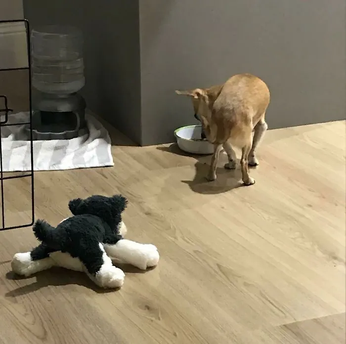 Un chihuahua muy quisquilloso solo come si otro perro lo mira. Esta es nuestra solución mientras nuestro otro perro está fuera