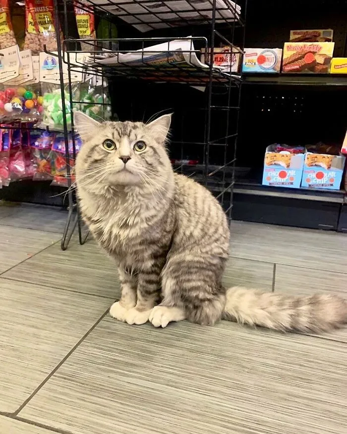 Esta cuenta de Twitter colecciona fotos de gatos en tiendecitas actuando como si fueran los dueños (50 fotos nuevas)