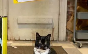 This Twitter Account Collects Photos Of Cats In Small Shops Looking Like They Own The Place (50 New Pics)