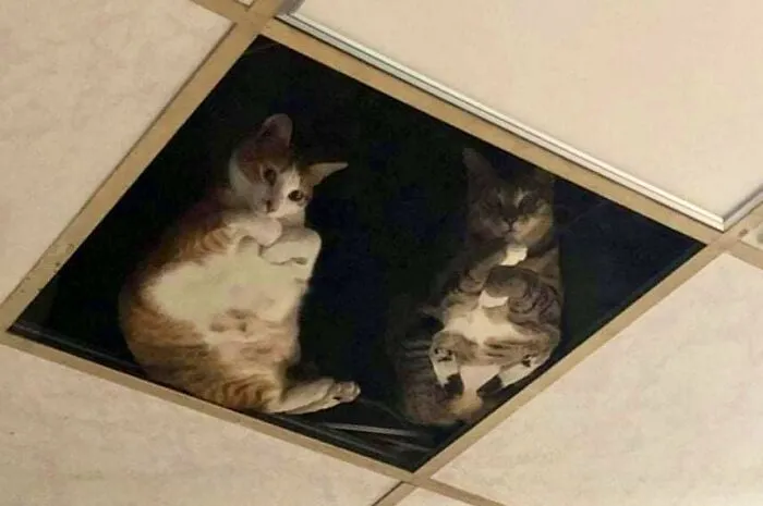 Esta cuenta de Twitter colecciona fotos de gatos en tiendecitas actuando como si fueran los dueños (50 fotos nuevas)