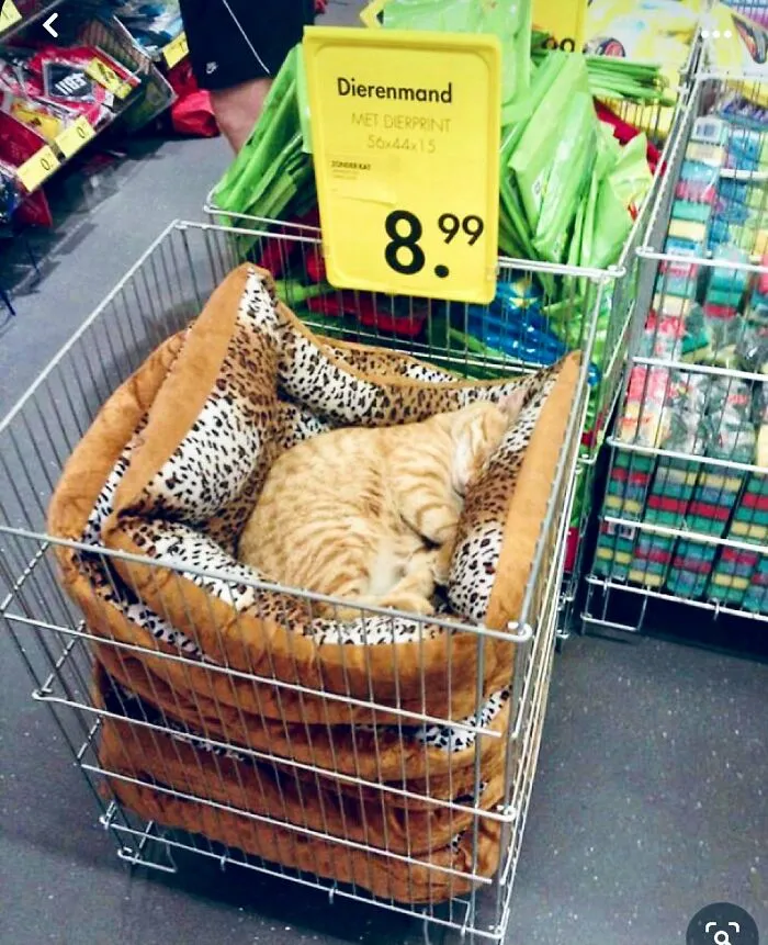 This Twitter Account Collects Photos Of Cats In Small Shops Looking Like They Own The Place (50 New Pics)