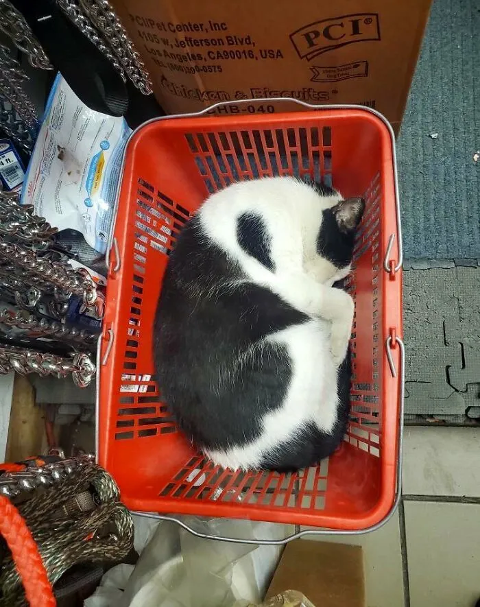 Esta cuenta de Twitter colecciona fotos de gatos en tiendecitas actuando como si fueran los dueños (50 fotos nuevas)