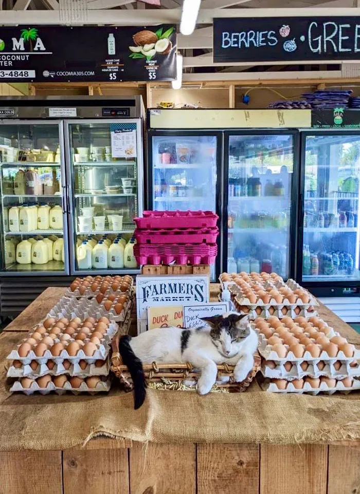 Esta cuenta de Twitter colecciona fotos de gatos en tiendecitas actuando como si fueran los dueños (50 fotos nuevas)