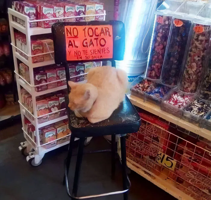 Esta cuenta de Twitter colecciona fotos de gatos en tiendecitas actuando como si fueran los dueños (50 fotos nuevas)