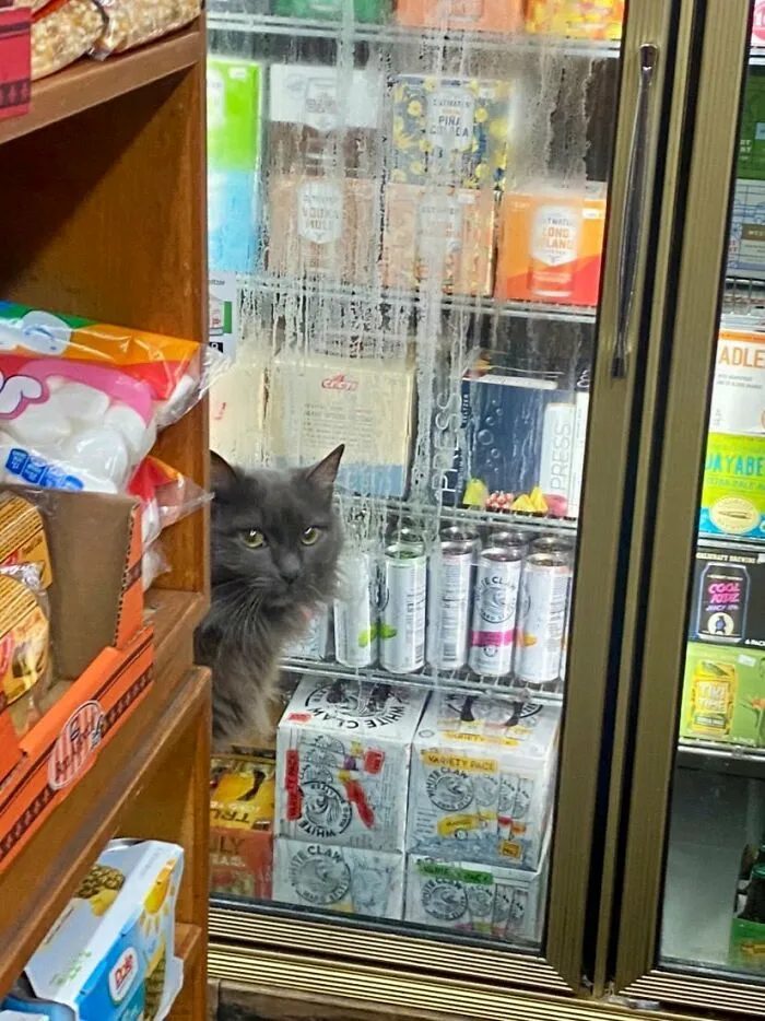 Esta cuenta de Twitter colecciona fotos de gatos en tiendecitas actuando como si fueran los dueños (50 fotos nuevas)