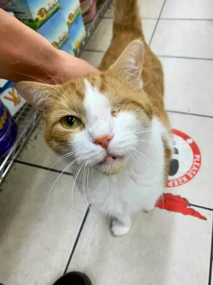 This Twitter Account Collects Photos Of Cats In Small Shops Looking Like They Own The Place (50 New Pics)