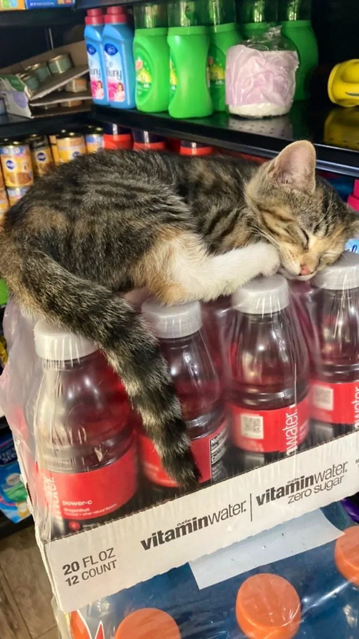 Esta cuenta de Twitter colecciona fotos de gatos en tiendecitas actuando como si fueran los dueños (50 fotos nuevas)