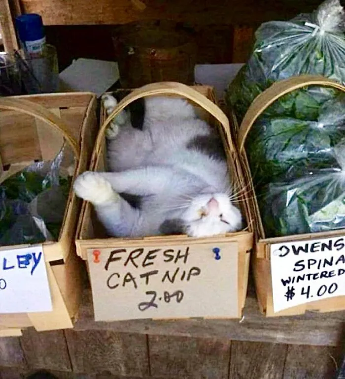 Esta cuenta de Twitter colecciona fotos de gatos en tiendecitas actuando como si fueran los dueños (50 fotos nuevas)