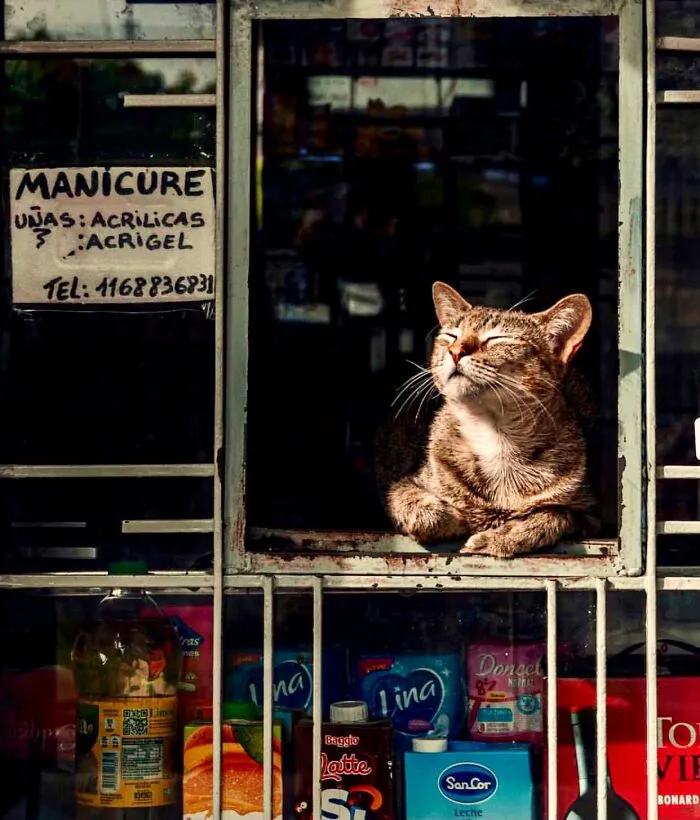This Twitter Account Collects Photos Of Cats In Small Shops Looking Like They Own The Place (50 New Pics)
