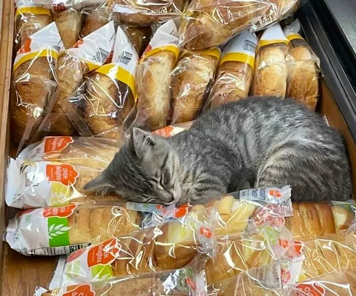 Esta cuenta de Twitter colecciona fotos de gatos en tiendecitas actuando como si fueran los dueños (50 fotos nuevas)