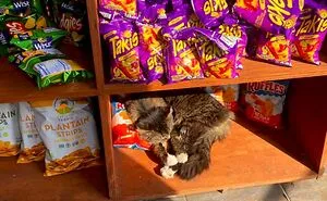 This Twitter Account Collects Photos Of Cats In Small Shops Looking Like They Own The Place (50 New Pics)