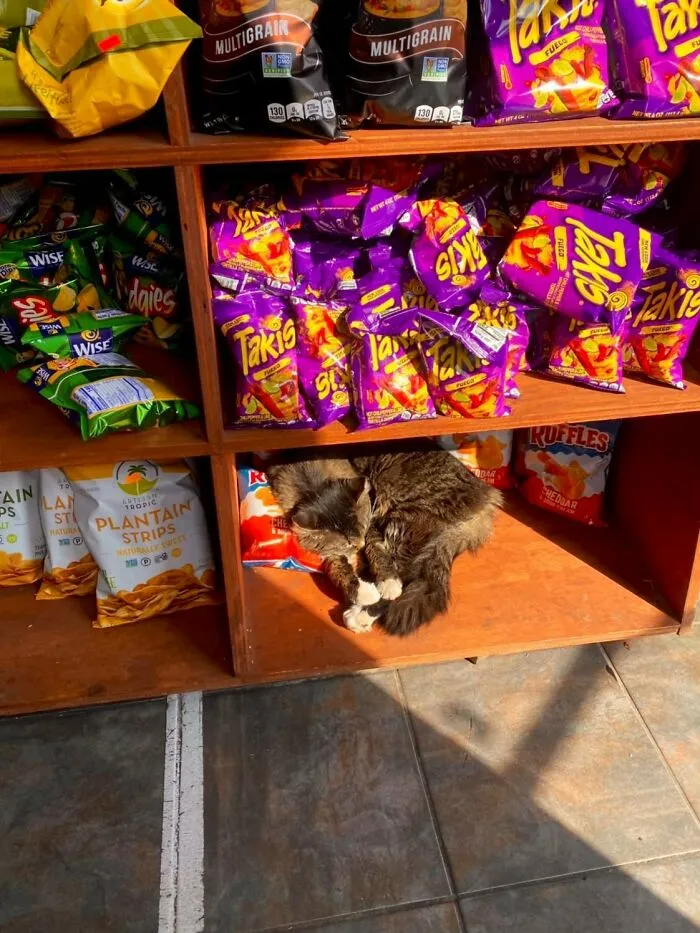 Funny-Store-Cats-Pictures
