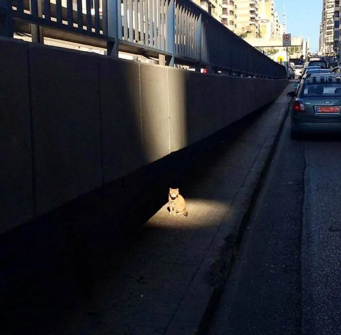 Esta cuenta de Twitter colecciona fotos de gatos en tiendecitas actuando como si fueran los dueños (50 fotos nuevas)