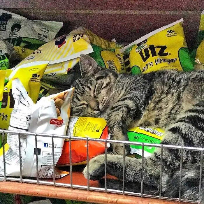 Esta cuenta de Twitter colecciona fotos de gatos en tiendecitas actuando como si fueran los dueños (50 fotos nuevas)