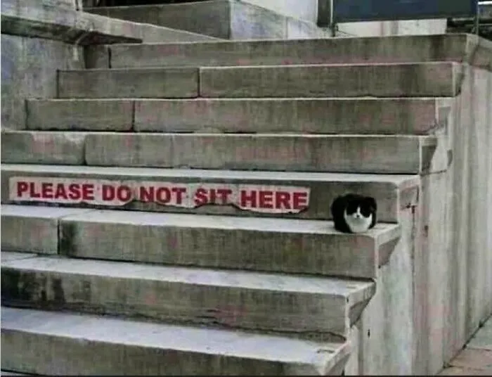 Esta cuenta de Twitter colecciona fotos de gatos en tiendecitas actuando como si fueran los dueños (50 fotos nuevas)